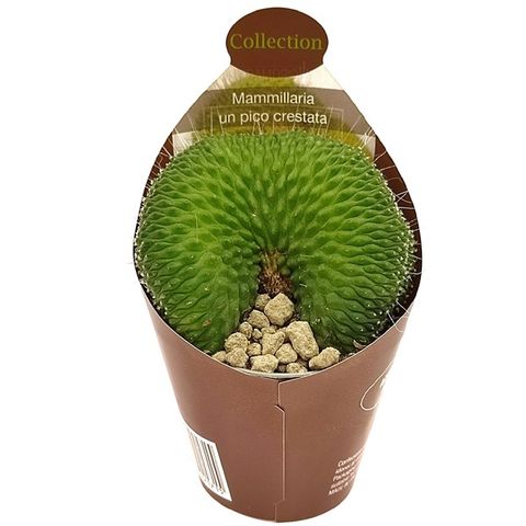 Mammillaria spinosissima 'Un Pico Cristata'