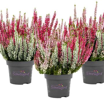 Calluna vulgaris BEAUTY LADIES MIX IN POT