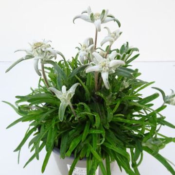 Leontopodium alpinum 'Everest'