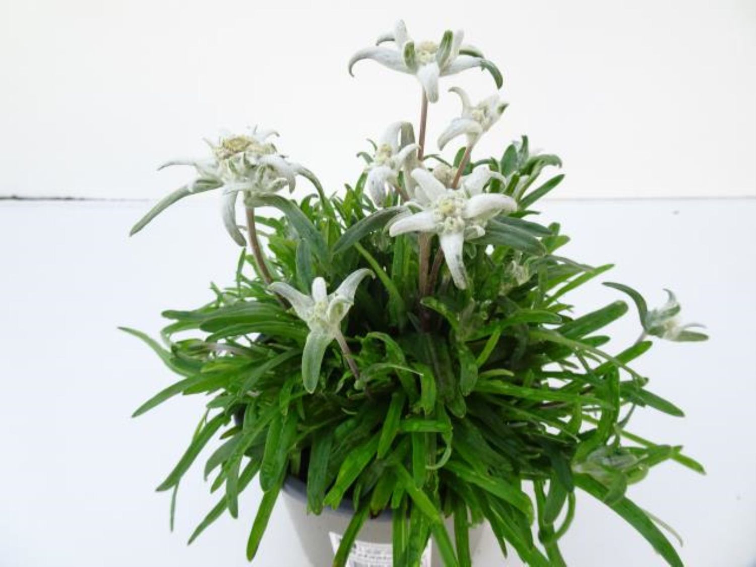 Leontopodium alpinum 'Everest' — Plant Wholesale FlorAccess