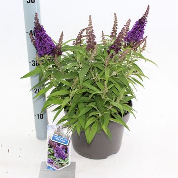 Buddleja davidii BUTTERFLY CANDY LITTLE PURPLE