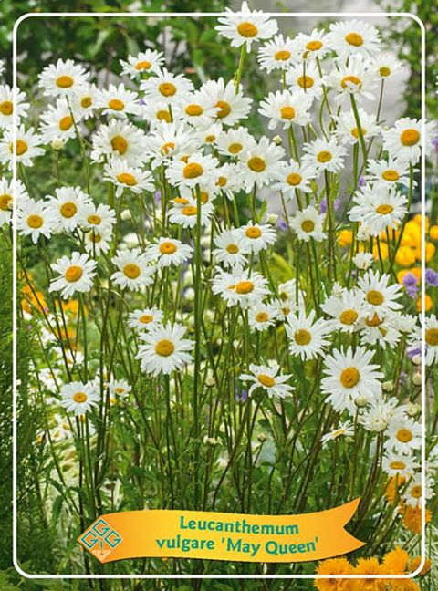 Leucanthemum vulgare 'Maikönigin'