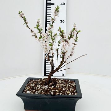 Prunus tomentosa