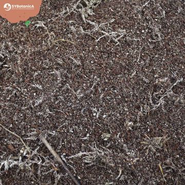 Substrates CARNIVOROUS MIX