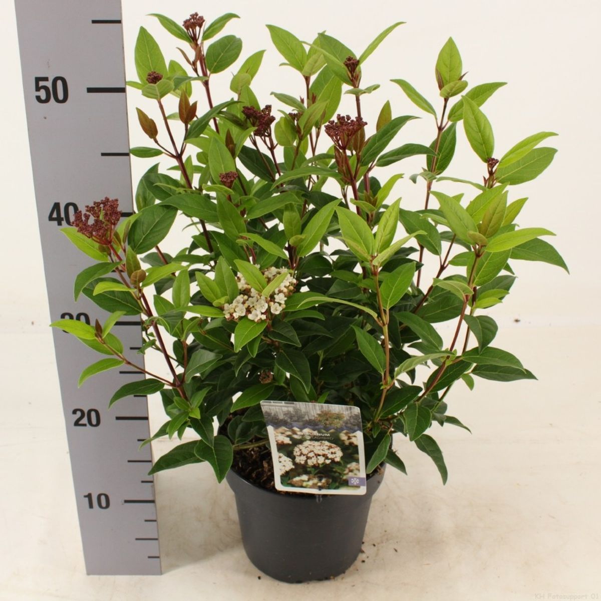 Viburnum tinus 'Ladybird' — Plant Wholesale FlorAccess