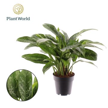 Aglaonema 'Green Lady'