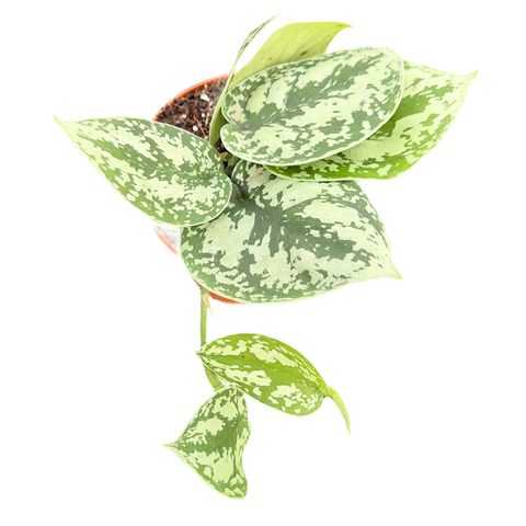 Scindapsus 'Shimmering Silver'