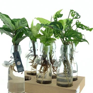 Arrangement Houseplants