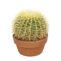 Echinocactus grusonii