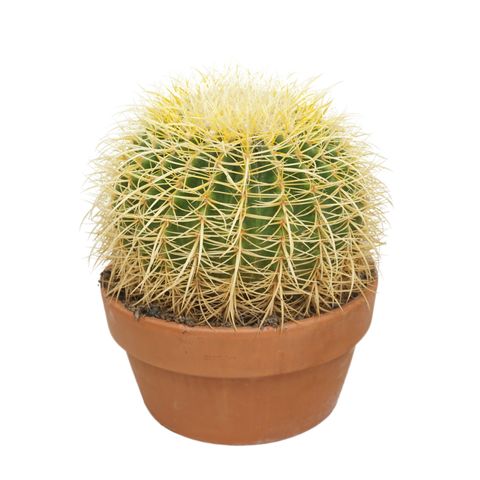 Echinocactus grusonii