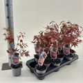 Acer palmatum 'Atropurpureum'
