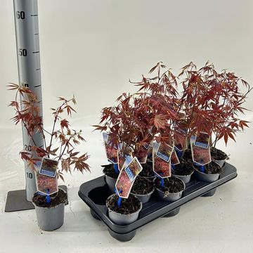 Acer palmatum 'Atropurpureum'