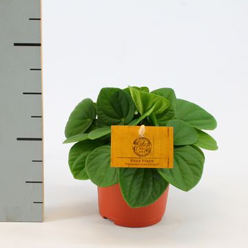 Peperomia albovittata 'Rana Verde'