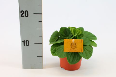 Peperomia albovittata 'Rana Verde'