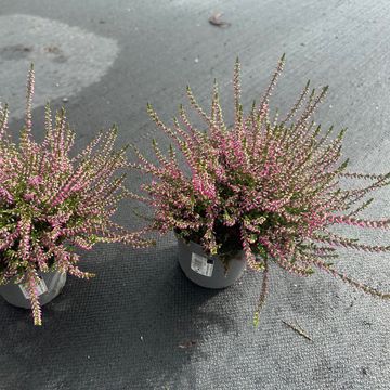 Calluna vulgaris 'Marlies'