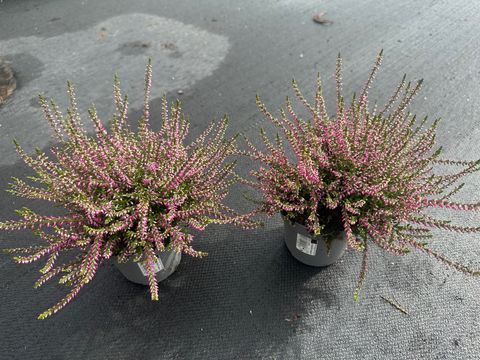 Calluna vulgaris 'Marlies'