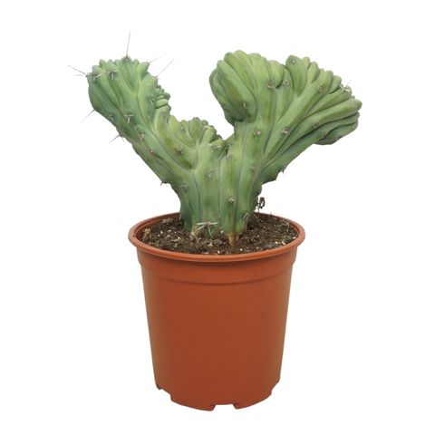 Myrtillocactus geometrizans cristata