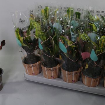 Codiaeum variegatum 'Mammi'