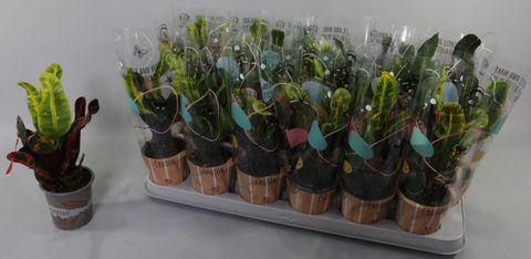 Codiaeum variegatum 'Mammi'