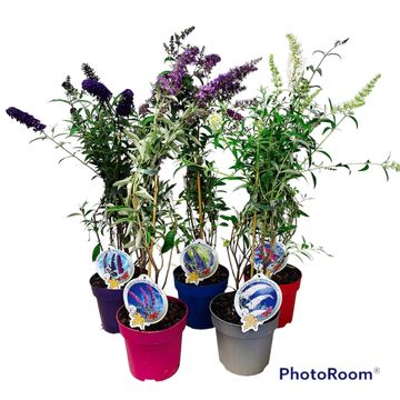 Buddleja davidii MIX