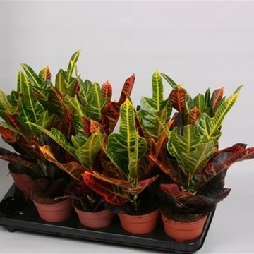 Codiaeum variegatum 'Excellent'