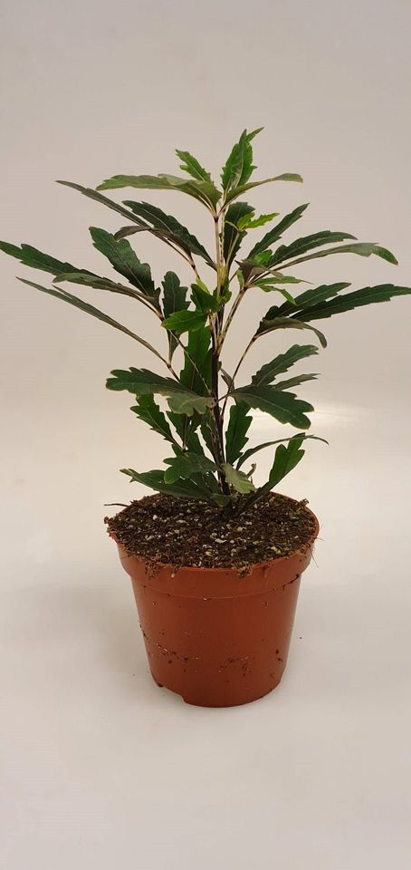 Schefflera elegantissima 'Castor'
