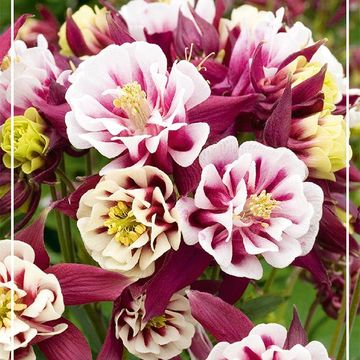 Aquilegia vulgaris 'Winky Double Red-White'