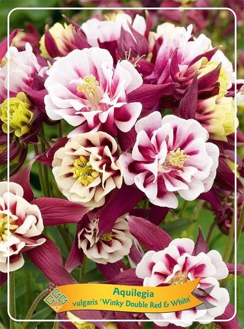 Aquilegia vulgaris 'Winky Double Red-White'