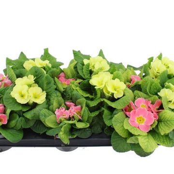 Primula CANDY MIX