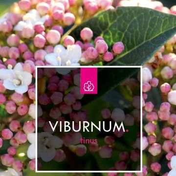Viburnum tinus