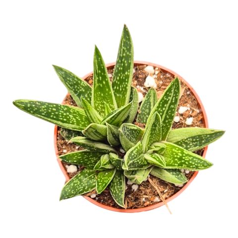 Gasteria 'Kaleidoscope'