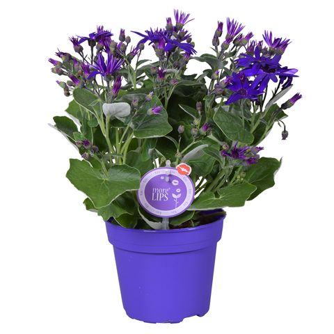 Pericallis SENETTI DEEP BLUE