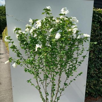 Hibiscus syriacus 'Diana'