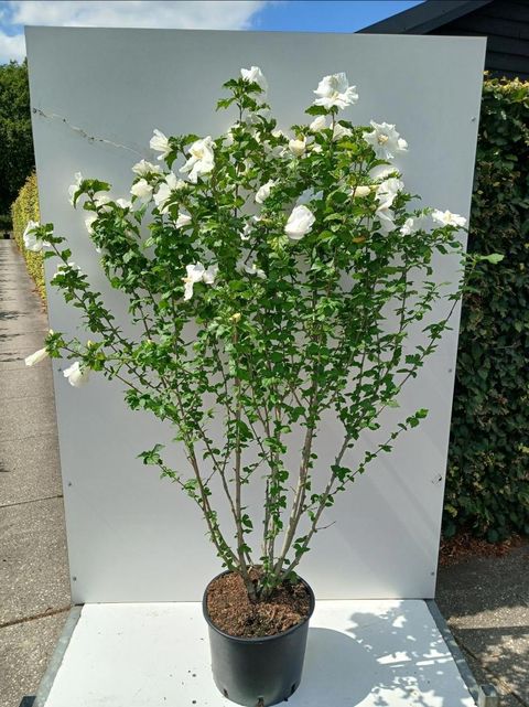 Hibiscus syriacus 'Diana'