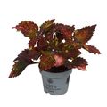 Coleus 'Red Sunstone'