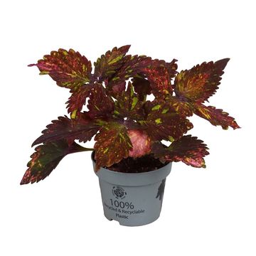 Coleus 'Red Sunstone'