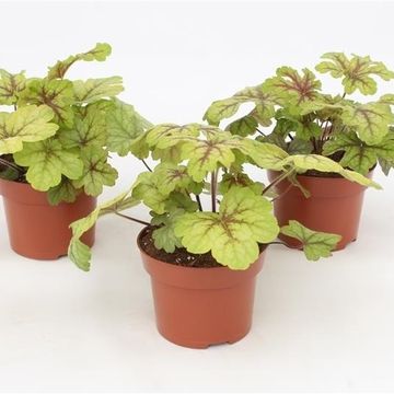 x Heucherella 'Alabama Sunrise'