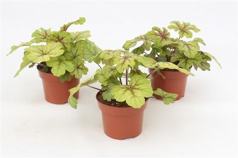 x Heucherella 'Alabama Sunrise'