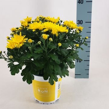 Chrysanthemum HOMERUN YELLOW