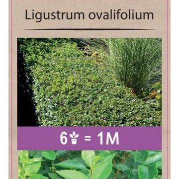 Ligustrum ovalifolium
