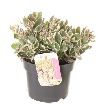Sedum telephium SEDUCTION LA VIE EN ROSE