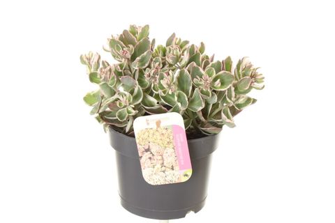 Sedum telephium SEDUCTION LA VIE EN ROSE