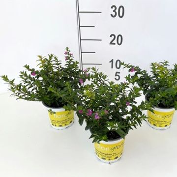 Cuphea hyssopifolia FLORIGLORY MIX IN POT