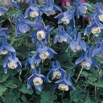 Aquilegia flabellata 'Ministar'