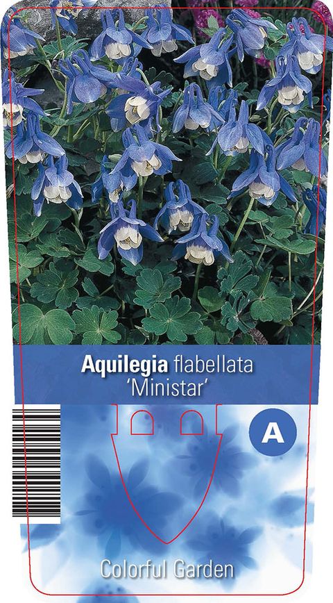 Aquilegia flabellata 'Ministar'