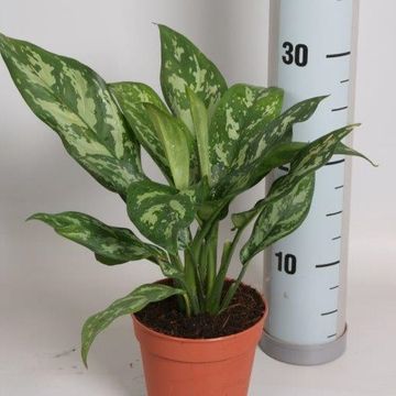 Aglaonema 'Gemini'