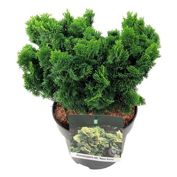Chamaecyparis obtusa 'Nana Aurea'