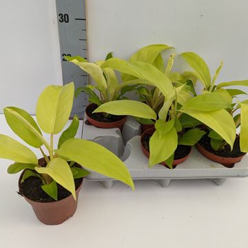 Philodendron 'Malay Gold'
