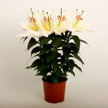 Lilium 'Sunny Azores'