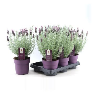 Lavandula stoechas 'Silver Anouk'